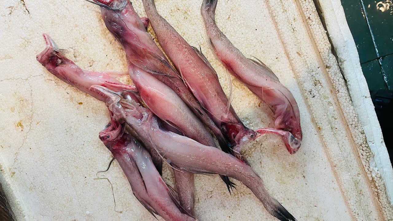 Irfan fish shop @ 1/11/25 # new update # short…