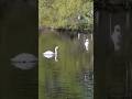 Schwanenpaar am Schwanenteich. #animals #Swan couple