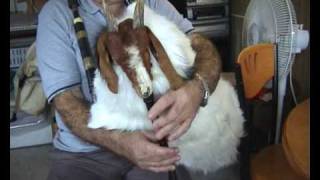 gaida gajda goat goat bagpipes Na Stojan Gosti mu dojdoa lele гајда гайда Risto Todoroski chords