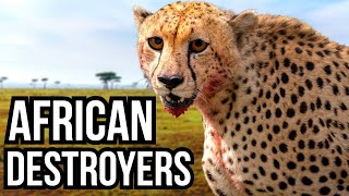 3 African Animals That Would Obliterate North American Ecosystems