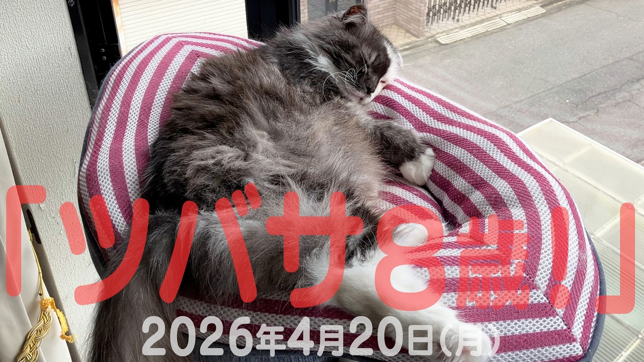 我が家の猫たち「ツバサ8歳!」2026年4月20日(月) 
