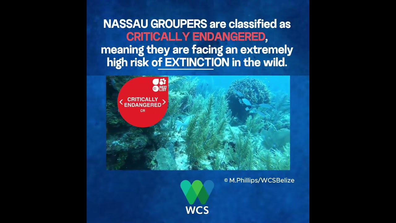 Nassau Grouper Close Season in Belize Dec 1 to March 31