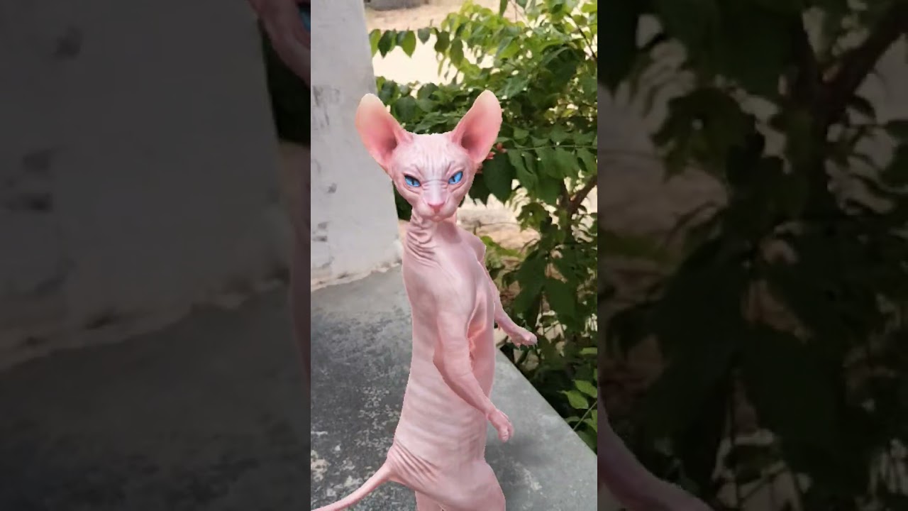 Cat Dance Vibes: Too Cute to Miss!"