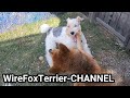 Shiba Inu vs. Wire Fox Terrier の動画、YouTube動画。