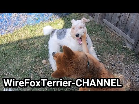 Бейне: Wire Fox Terrier күшігін қалай сатып алуға болады