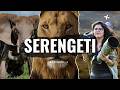 A Day In The Serengeti Lions Elephants Unbelievable Wildlife Episode 1