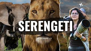 A Day in the Serengeti: Lions, Elephants & Unbelievable Wildlife! (Episode - 1) screenshot 3