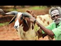 MUTTON with JACKFRUIT Gravy by Daddy Arumugam and World food tube | Village food factory