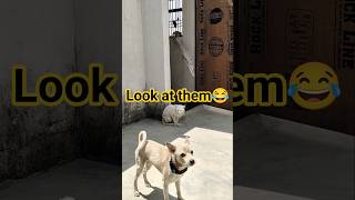 Zoomies After Bath 🐶💦 | My Dog Goes Crazy! #viral #shorts