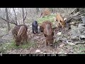 Texas Trail Cam Compilation March 11, 2019   Part 2