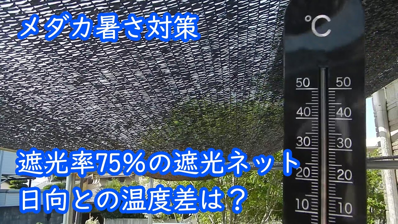 メダカ暑さ対策 遮光率75 の遮光ネット 日向との温度差は Youtube