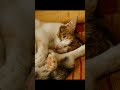 Cats in the Rain: Adorable Adventures of Rain-Loving Felines!