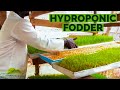 The ‘step by step’ of how to grow hydroponic barley/wheat fodder in Africa