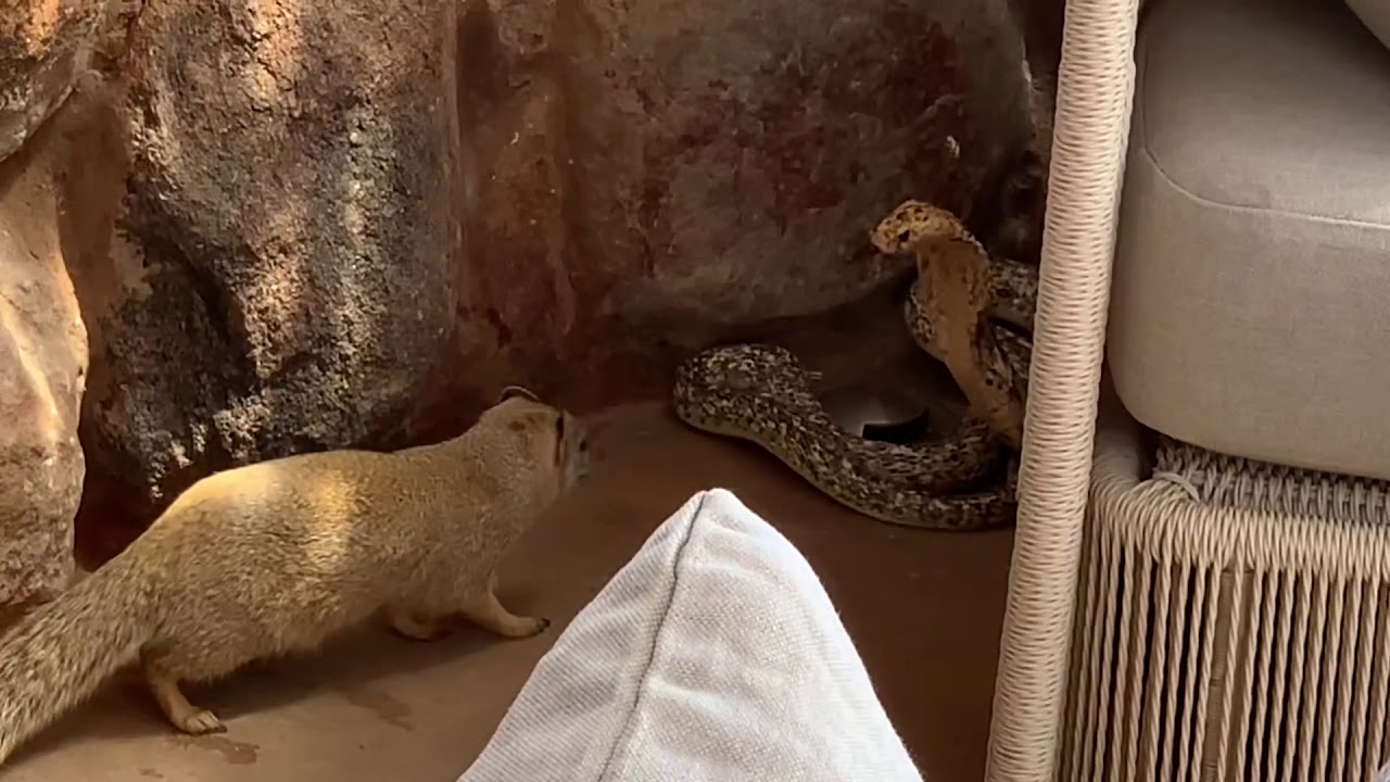 Yellow Mongoose Vs Cape Cobra