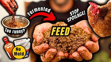 Fermented Chicken Feed: Top Questions ANSWERED (What Most People Get WRONG!)