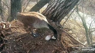 Mother Goose tries to rescue egg. 3\/19\/2024. Decorah Goose Cam  courtesy of explore.org and RRP