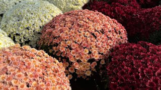 Our Mum Field Transformed