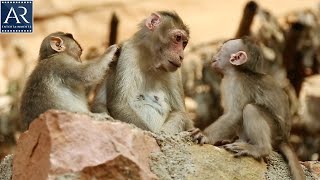 Monkeys Unconditional Love and Compassion | Monkeys Gathering | @PranksHotFunnyViralVideos