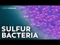 The Purple Bacteria That Are Afraid of Oxygen