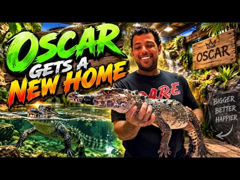 My Caiman Was Ready for a BIG Upgrade! 🐊😳