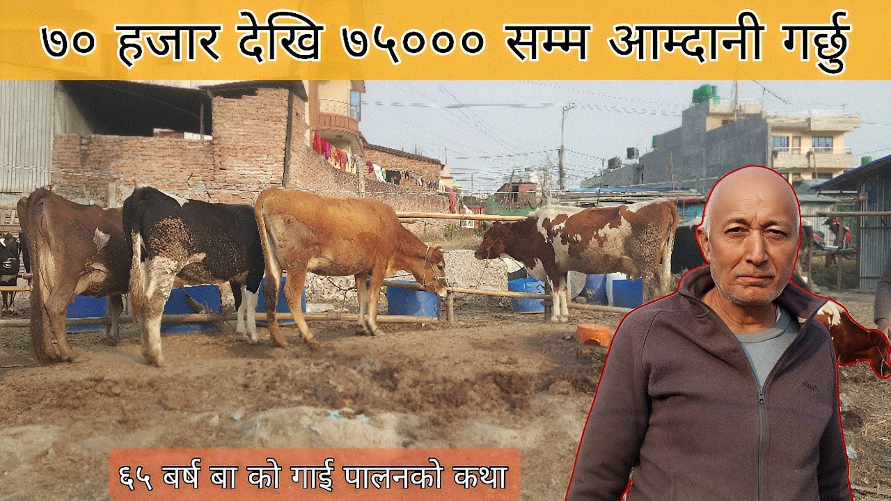 ७० हजार देखि ७५ हजार सम्म आम्दानि गर्छु - Cow farming/rearing in Nepal - Gai palan