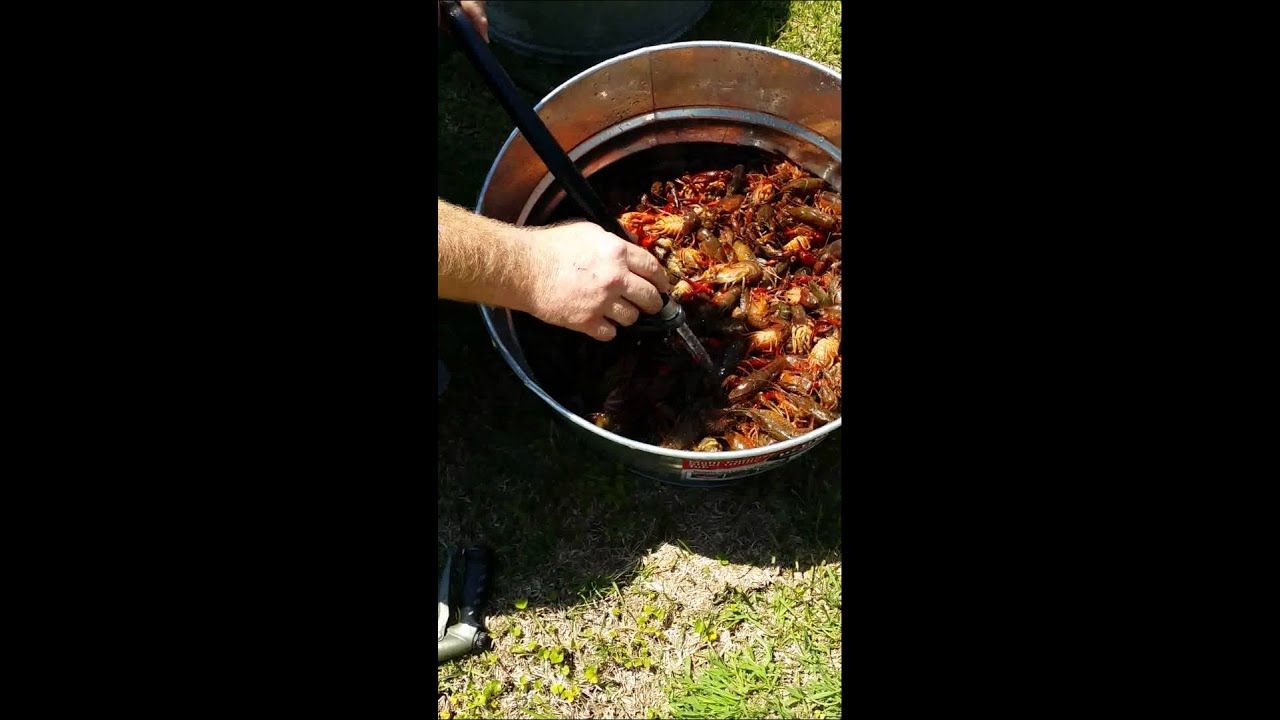 Purging crawfish Medeiros and Sommers way YouTube