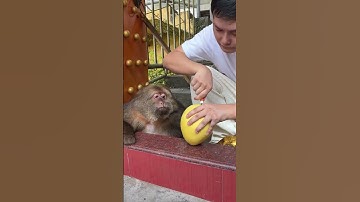 Xingxing:I Thought The Elixir Of Immortality Was Produced By The Taishang Laojun.