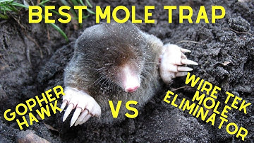 Best Mole Trap:  GopherHawk vs. Wire Tek Mole Eliminator!