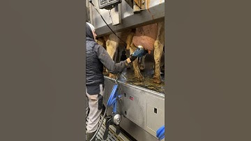 🐄✨ From Cleaning to Innovating: A Day in the Life of Modern Farm Girls