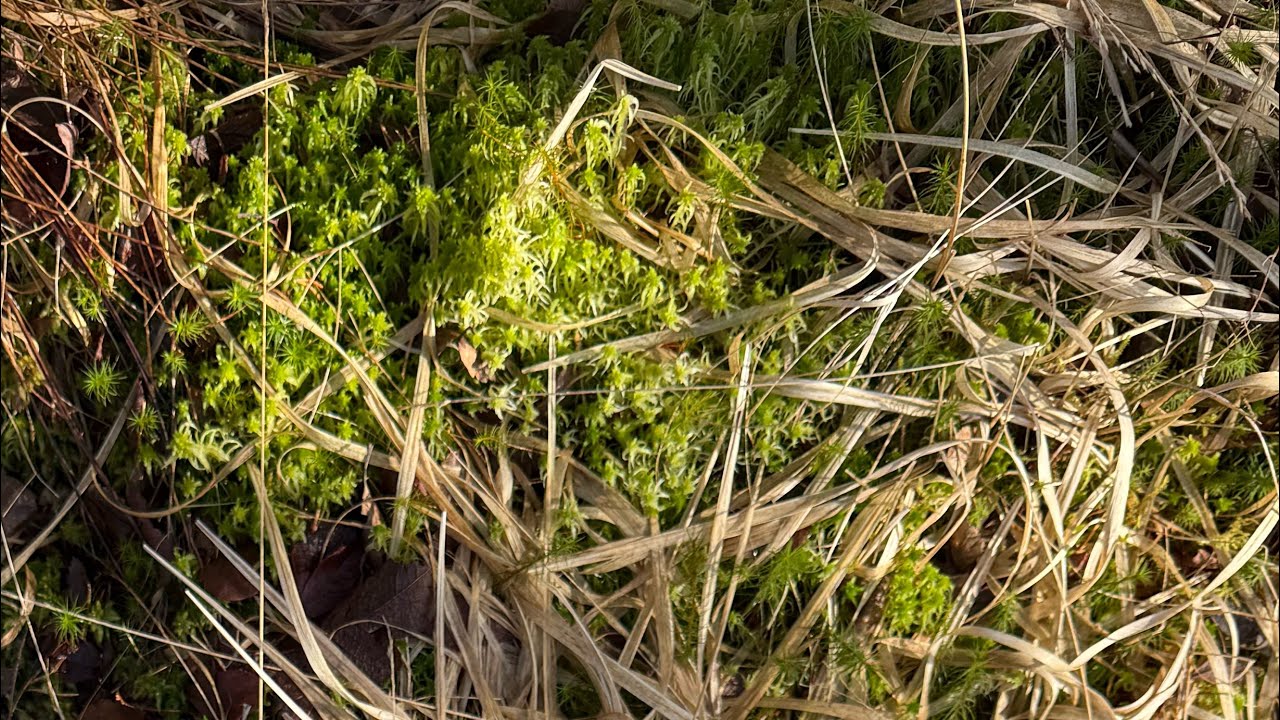 04.03.2026. Черенки Крупнолистной Гортензии, вторая ночь на улице. Собрали Мох Сфагнум.