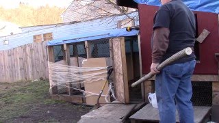 Needed something bigger for the girls to roost on during the night, so we cut some poles out of tree branches while at St. Bernard 