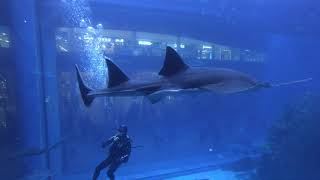 Dubai Aquarium   Shark Dive