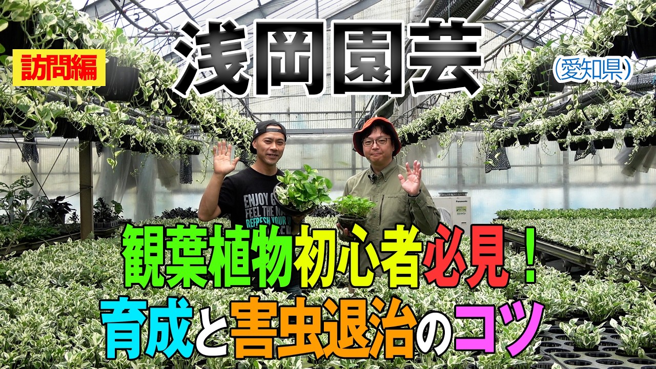 観葉植物初心者必見！育成と害虫退治のコツ（浅岡園芸）～ガーデンドクターTV73 RM