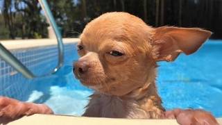 Funniest Dog Videos Ever | Part 2