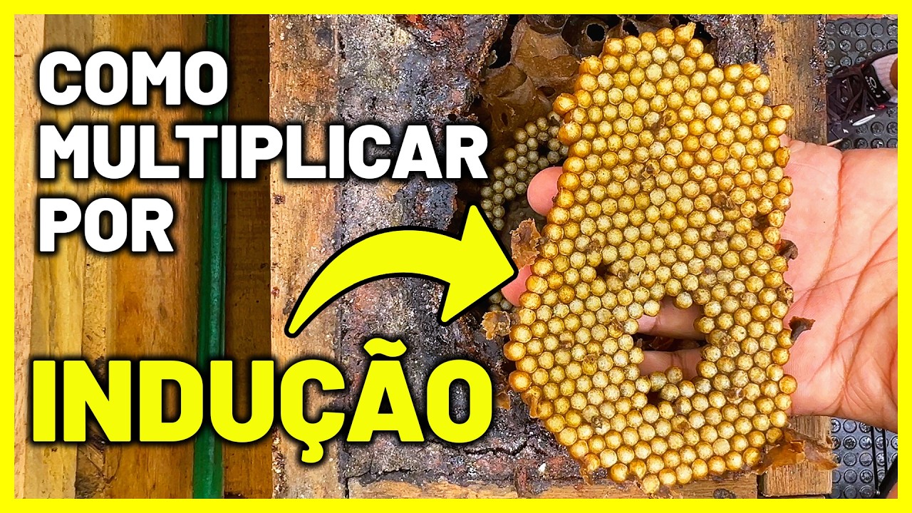 Como Fazer a Divisão de Abelhas Mandaçaia por Indução - Passo a Passo Completo