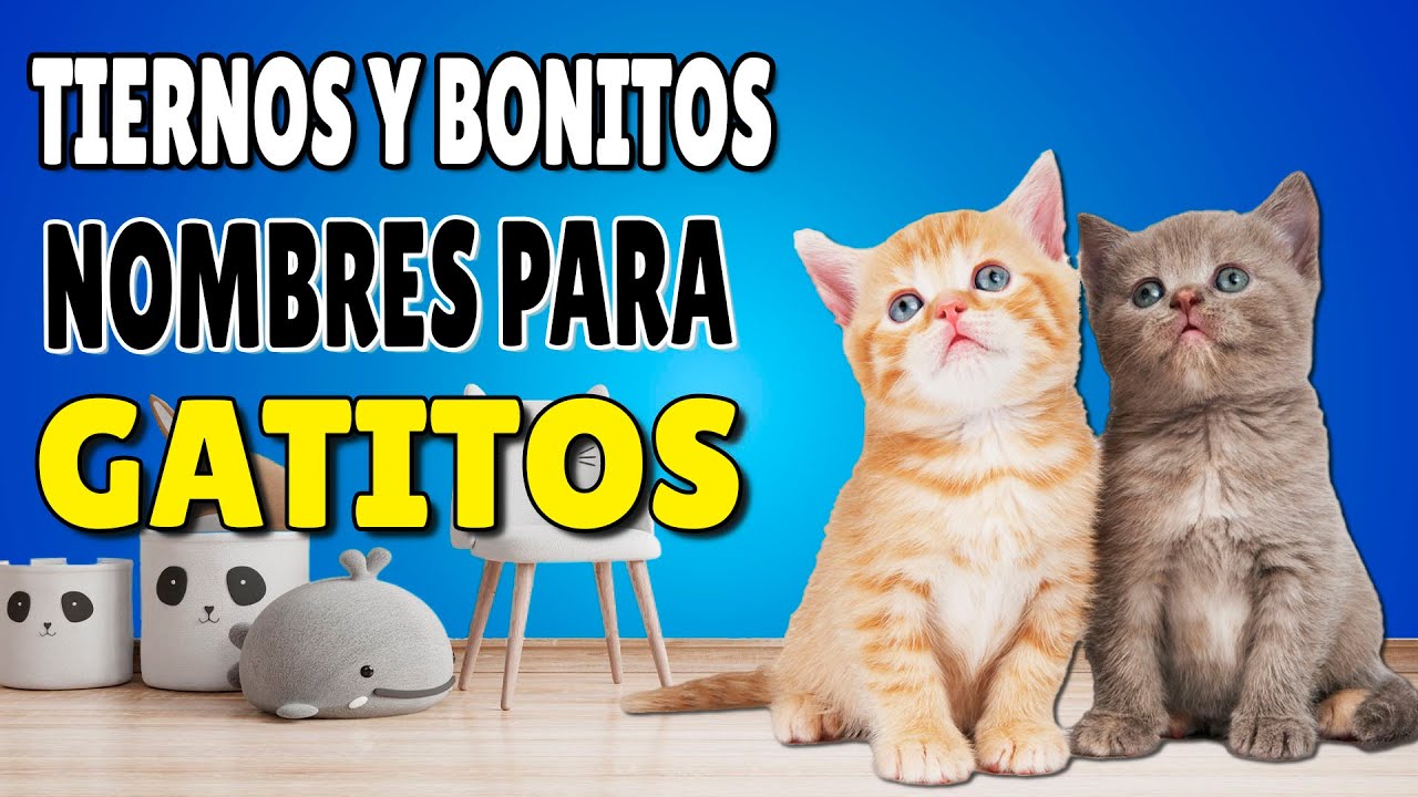 Nombre para gato