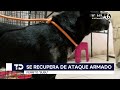 Perrito baleado en El Salto logra sobrevivir y se recupera favorablemente