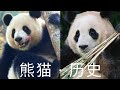 历史上的大熊猫There is a new giant panda in Qatar. Why does everyone like it?