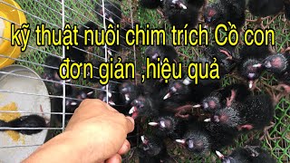 Kỹ thuật nuôi chim trích Cồ con đơn giản mà hiệu quả