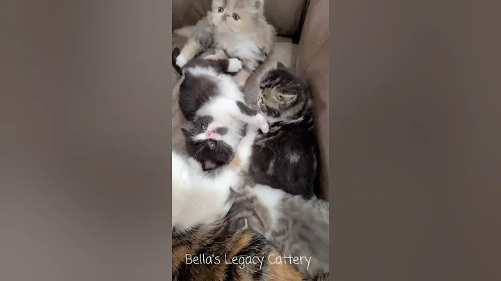 Video 499581: exotic shorthair kitten, exoticshorthair, cutest exotic, baby enjoy cat