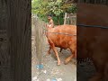 KEGIATAN HARI INI CARI SAPI UNTUK KURBAN.