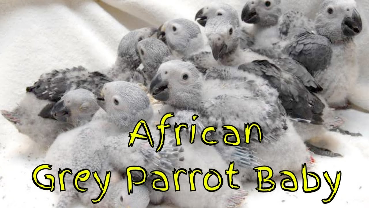 Congo African Grey Parrot Baby YouTube