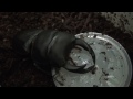 昆虫ゼリーを食べるオオクワガタ -Stag beetle eating meal-