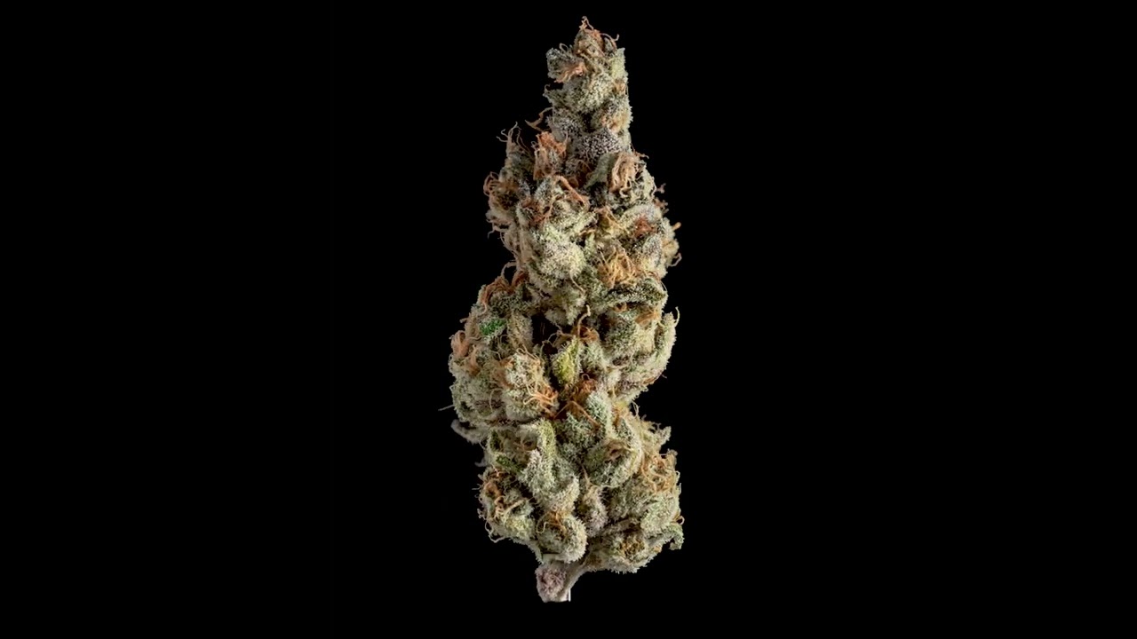 Tentazione dry bud zoom bred by Aficionados French Connexion
