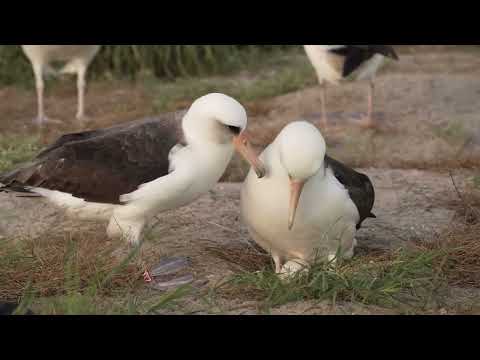 «Найстаріша пташка у світі» знесла яйце у ​​74 роки