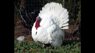 Day 10 White Holland Turkey Egg Candling
