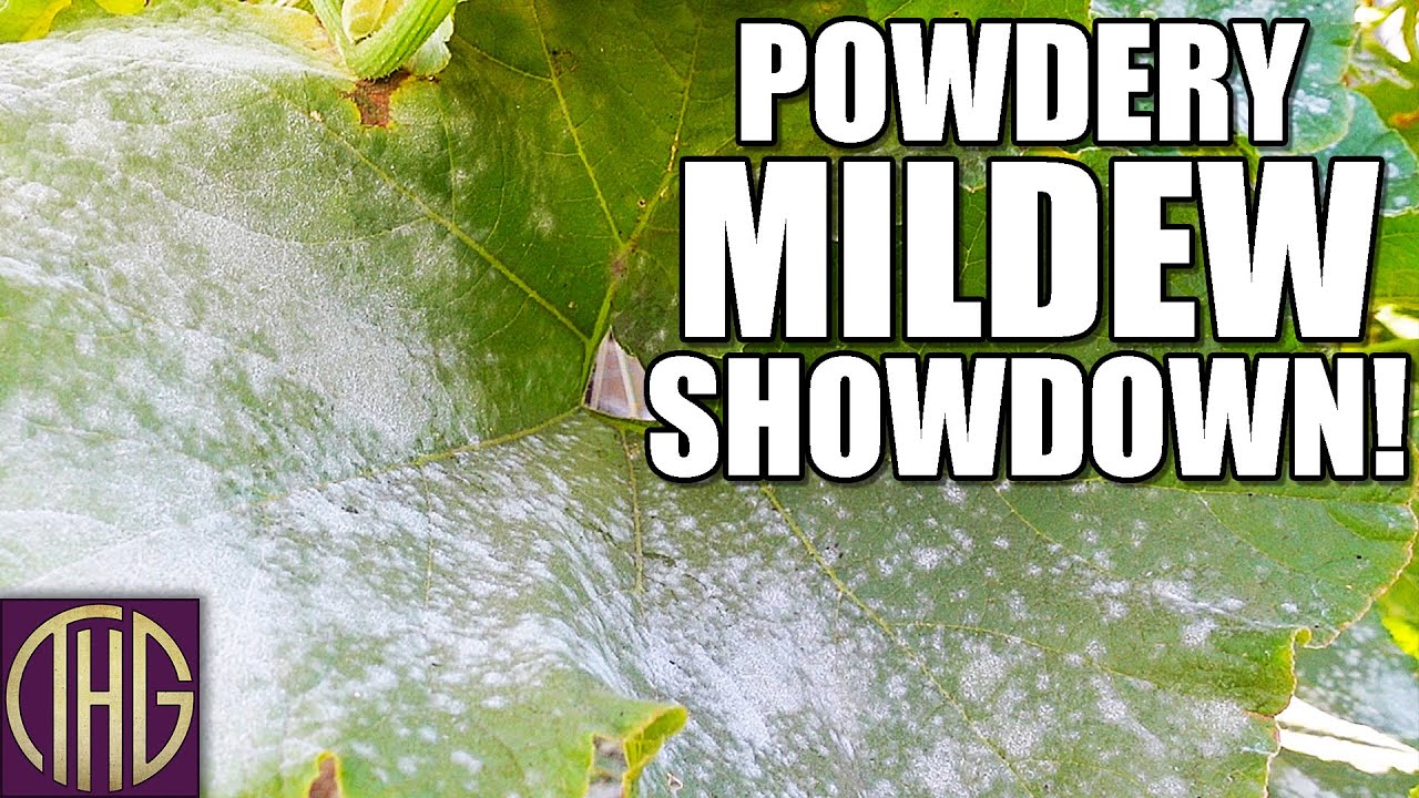 Powdery Mildew Showdown!! Which Product Actually Works??