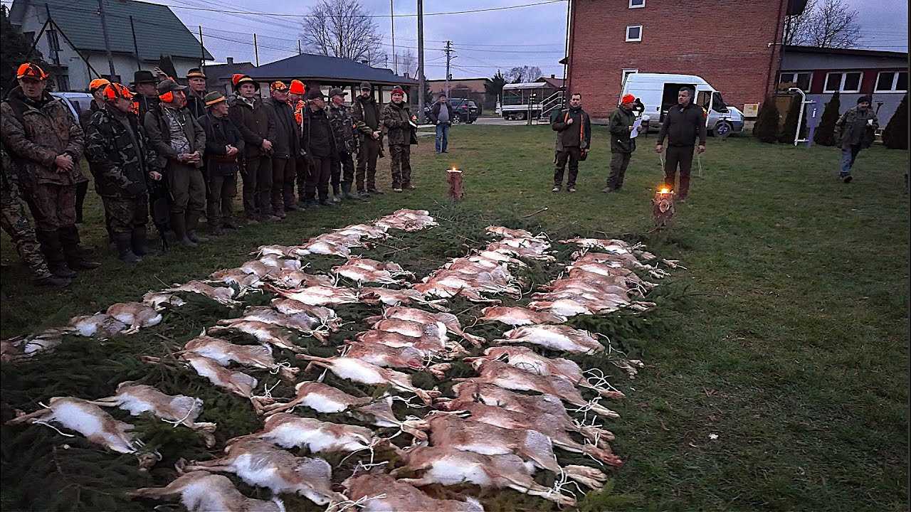 Spotkałem Myśliwych - odcinek 523  Wielkie, tradycyjne łowy na zające