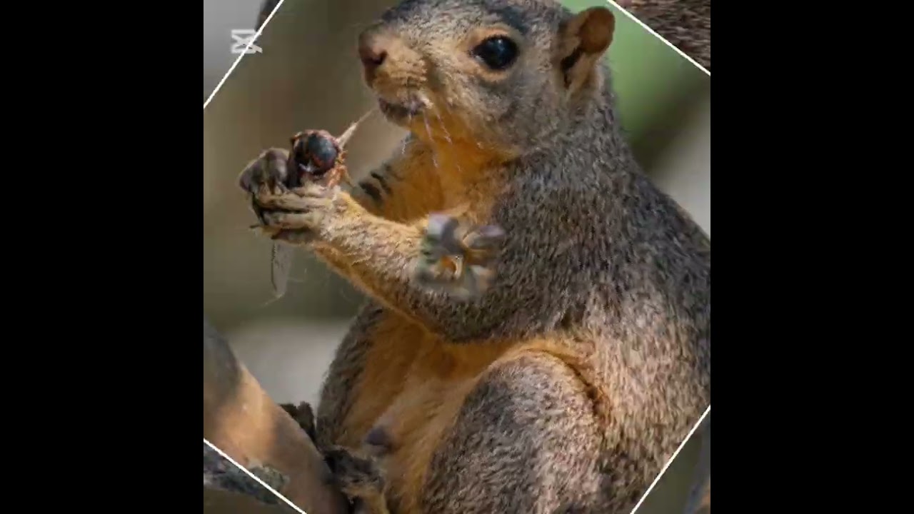 The secret life of a flying squirrel. 🐿️