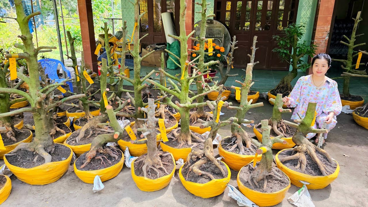 Em Như 📲 0386768133 mai vàng hoành to giá rẻ 28/2 Chợ Gạo (@MaivàngQuêdừa)